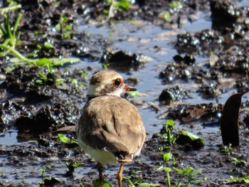 Black-fronted Dotterel Sandy Camp, Wynnum West, QLD, Australia Wed, 12/27/2023