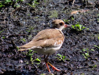 Black-fronted Dotterel Sandy Camp, Wynnum West, QLD, Australia Wed, 12/27/2023