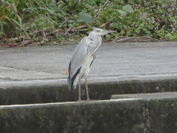 Grey Heron 浅野川(松寺橋付近) Sat, 10/27/2018