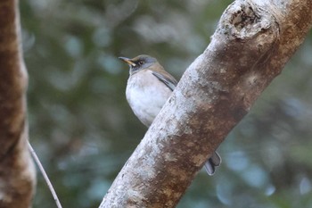 2024年1月8日(月) 日向林道の野鳥観察記録