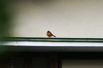 2024年1月5日(金) 中川温泉の野鳥観察記録