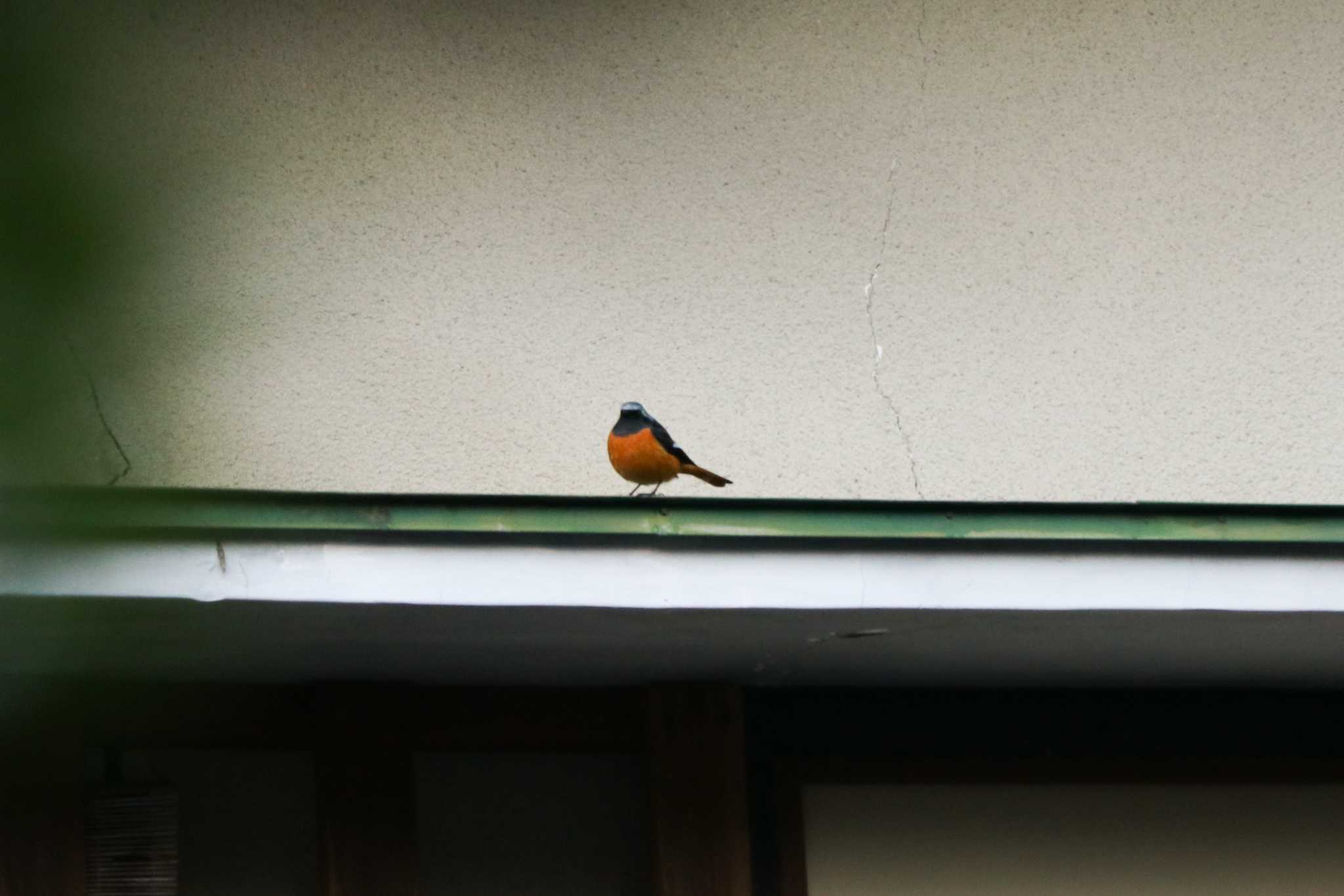 Daurian Redstart