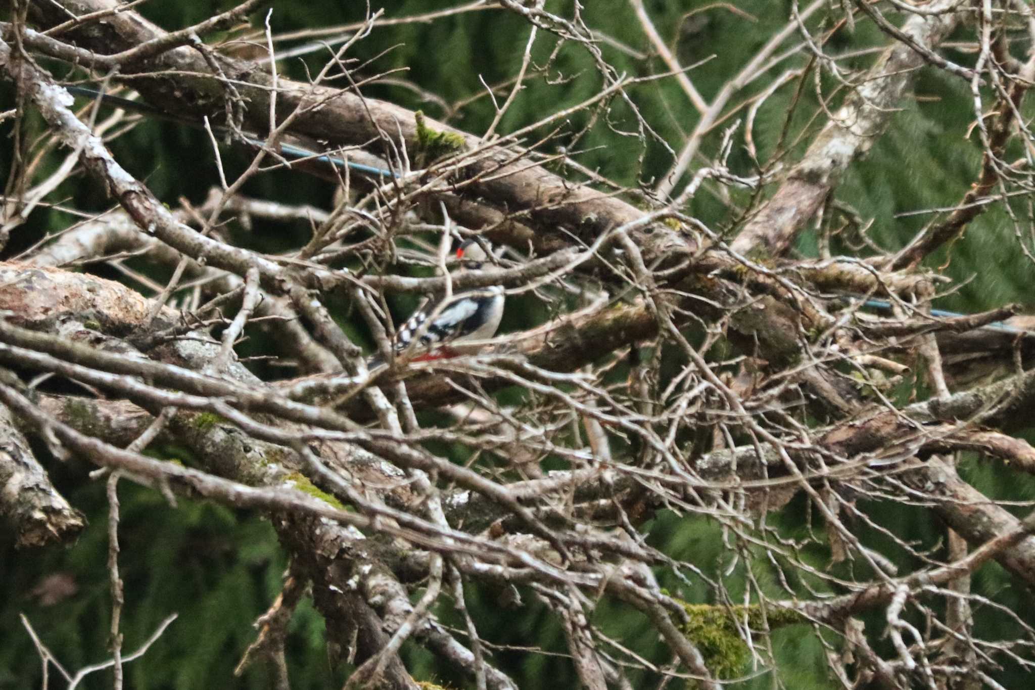 Great Spotted Woodpecker