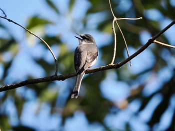 Ryukyu Minivet Unknown Spots Fri, 12/29/2023