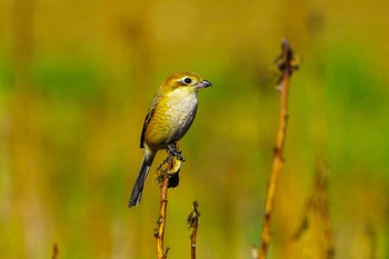 Bull-headed Shrike 玉川(厚木市) Fri, 12/29/2023