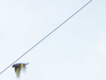 Grey-capped Greenfinch 浅野川河口 Sat, 10/27/2018