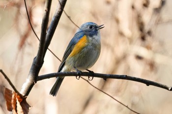 ルリビタキ 名古屋平和公園 2024年1月7日(日)