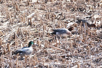 Falcated Duck 金井遊水地(金井遊水池) Mon, 1/8/2024