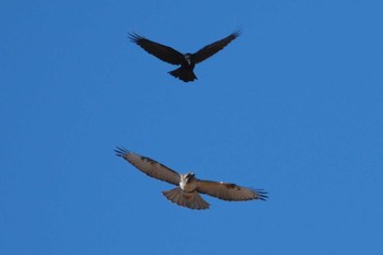 Eastern Buzzard 金井遊水地(金井遊水池) Mon, 1/8/2024