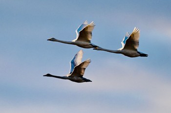 オオハクチョウ 場所が不明 2024年1月1日(月)