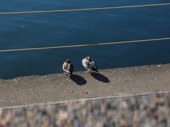 Mon, 1/8/2024 Birding report at 鶴見川