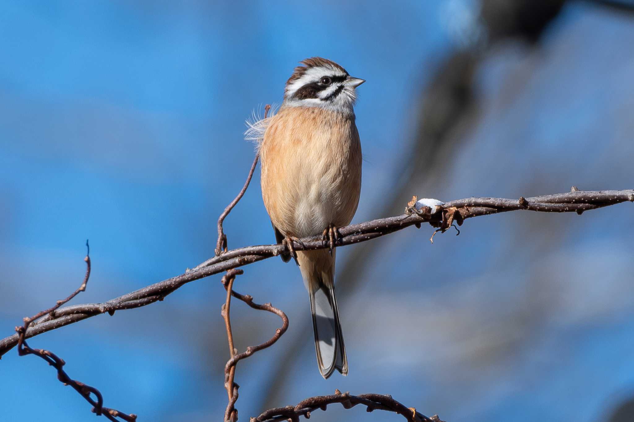 Meadow Bunting