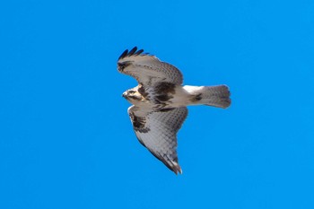 Eastern Buzzard 茨城県常陸太田市 Mon, 1/8/2024