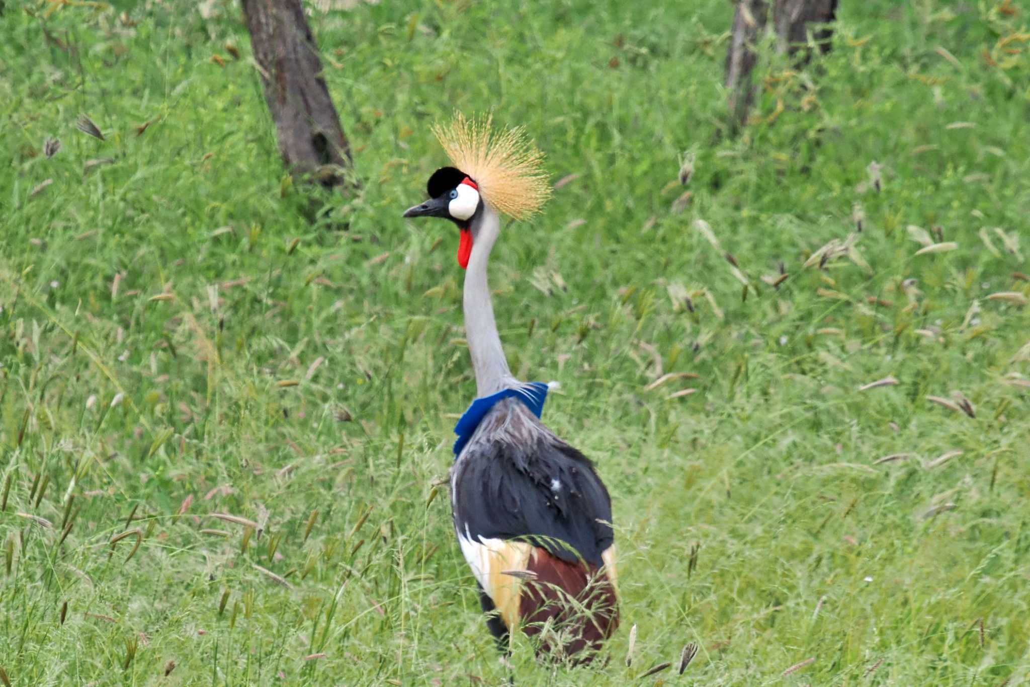 アンボセリ国立公園 ホオジロカンムリヅルの写真 by 藤原奏冥