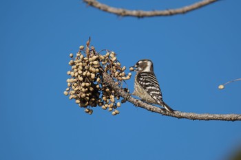 Japanese Pygmy Woodpecker 門池公園(沼津市) Mon, 1/8/2024