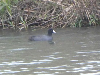 Eurasian Coot 浅野川河口 Sat, 10/27/2018