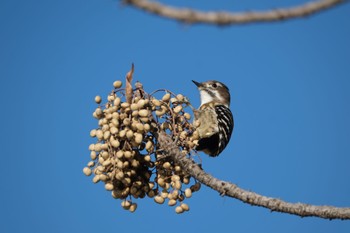 Japanese Pygmy Woodpecker 門池公園(沼津市) Mon, 1/8/2024