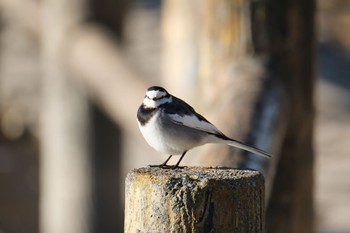 セグロセキレイ 門池公園(沼津市) 2024年1月8日(月)