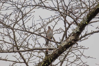 Pale Thrush 権現山(弘法山公園) Tue, 1/2/2024