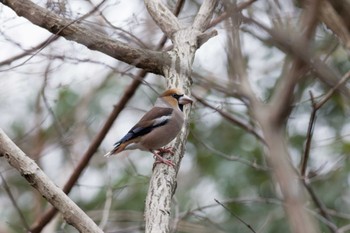 Hawfinch 権現山(弘法山公園) Tue, 1/2/2024