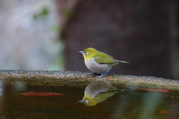 Warbling White-eye 権現山(弘法山公園) Tue, 1/2/2024