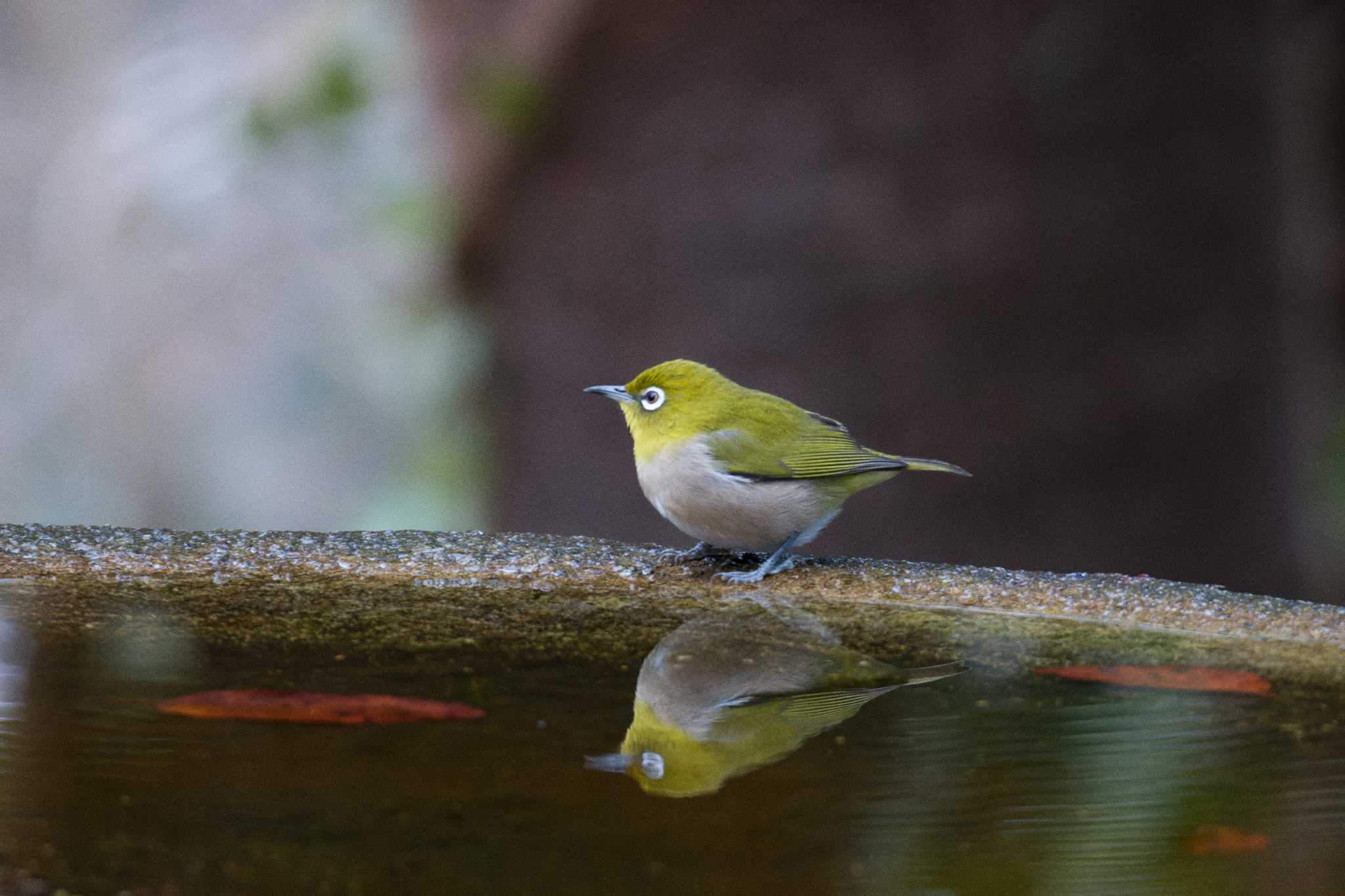 Warbling White-eye