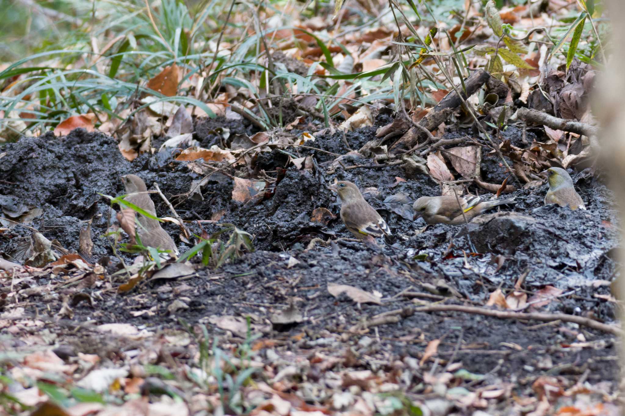 Grey-capped Greenfinch