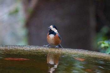 Varied Tit 権現山(弘法山公園) Tue, 1/2/2024