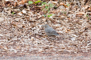 Blue Rock Thrush 権現山(弘法山公園) Tue, 1/2/2024