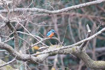 Common Kingfisher 震生湖(神奈川県) Tue, 1/2/2024