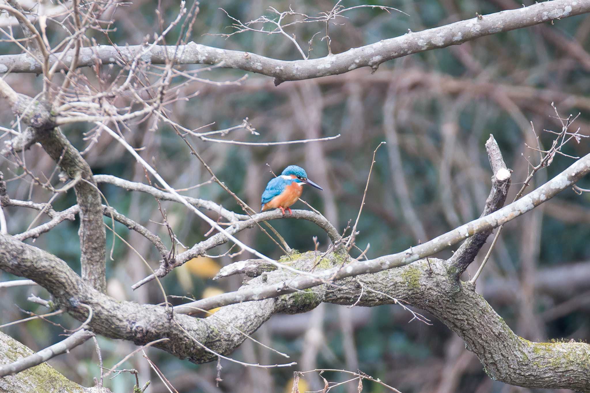 Photo of Common Kingfisher at 震生湖(神奈川県) by Love & Birds