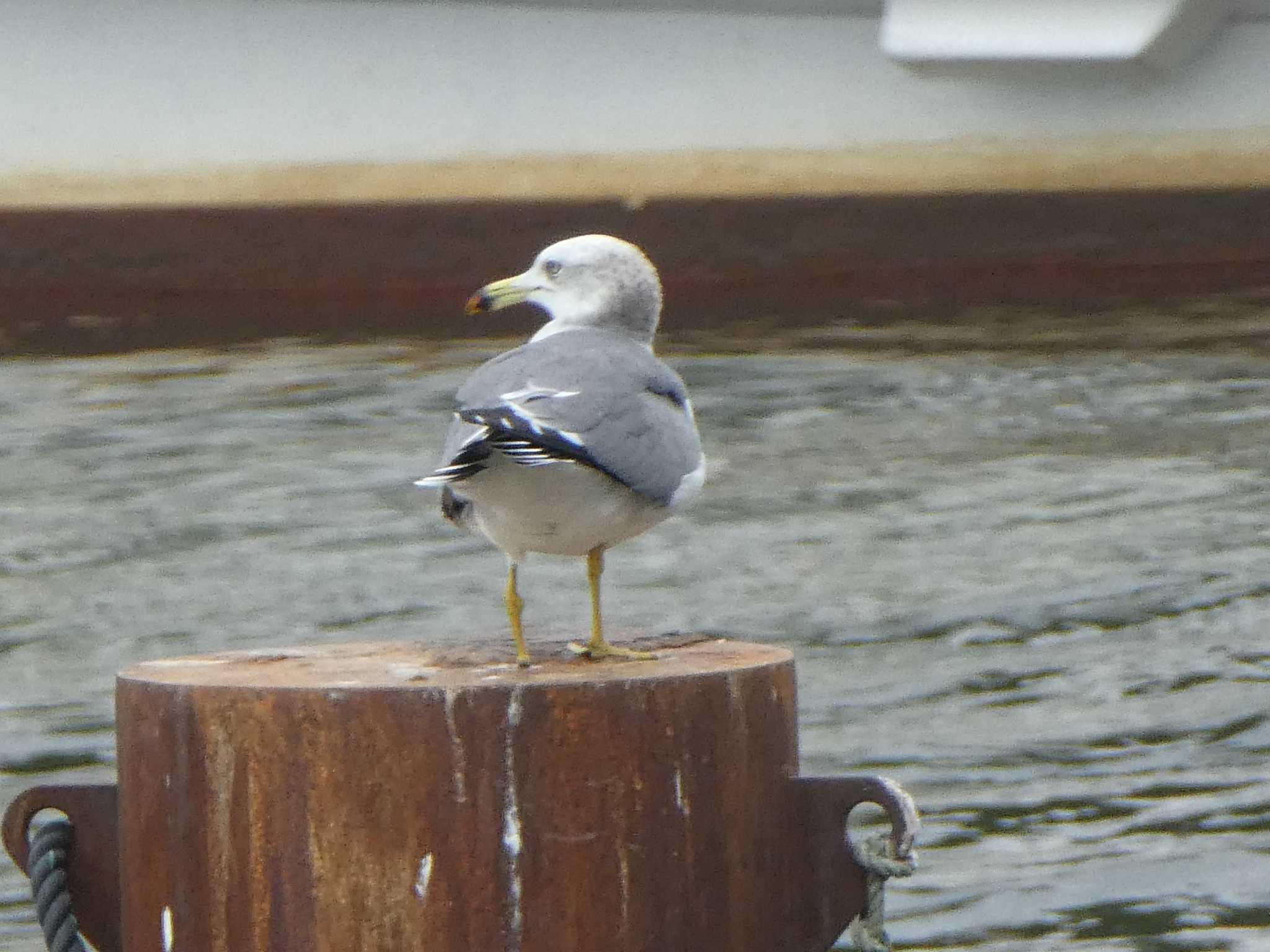 浅野川河口 ウミネコの写真 by Kozakuraband