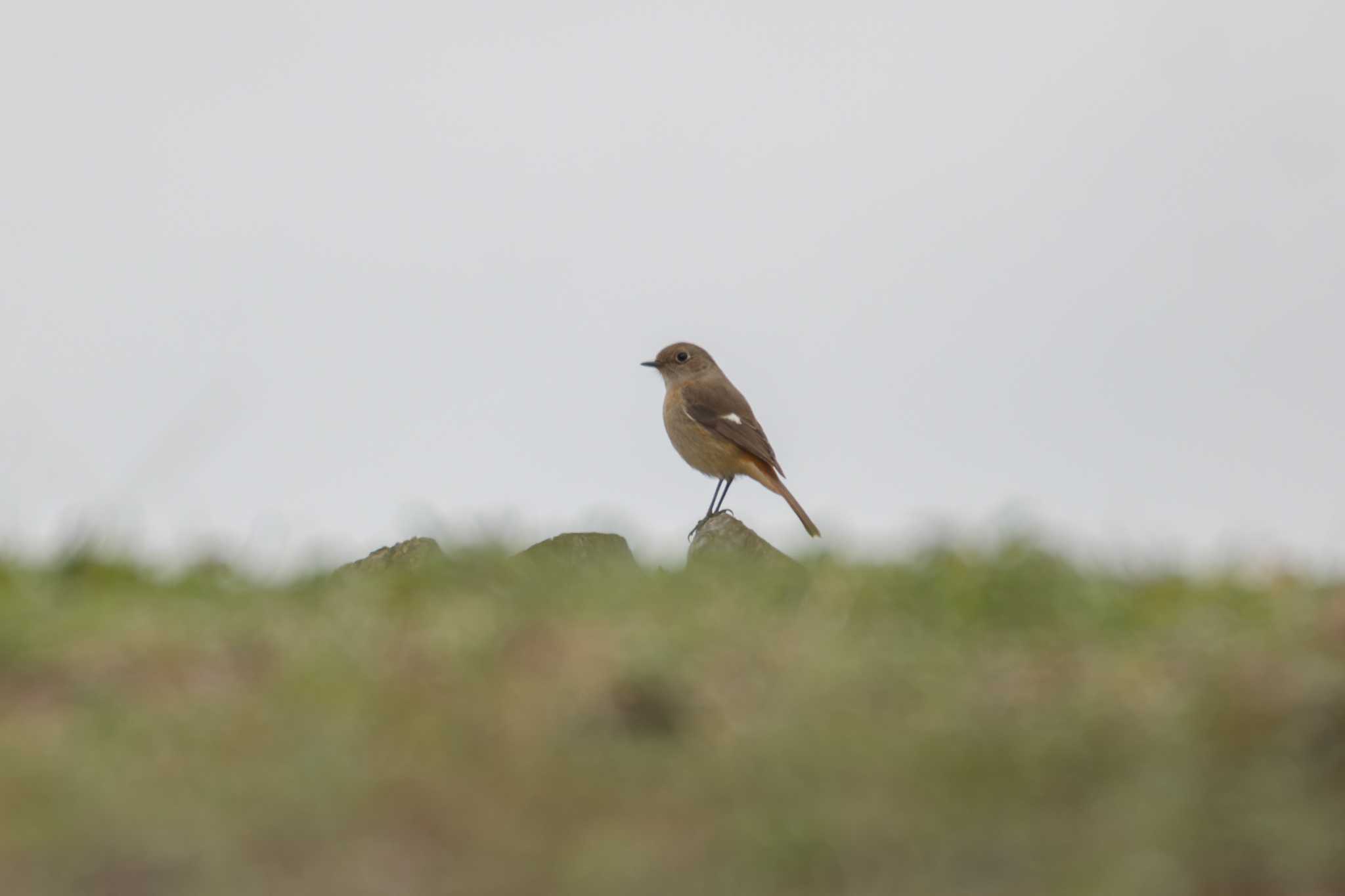 Daurian Redstart