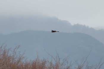 Black Kite 震生湖(神奈川県) Tue, 1/2/2024