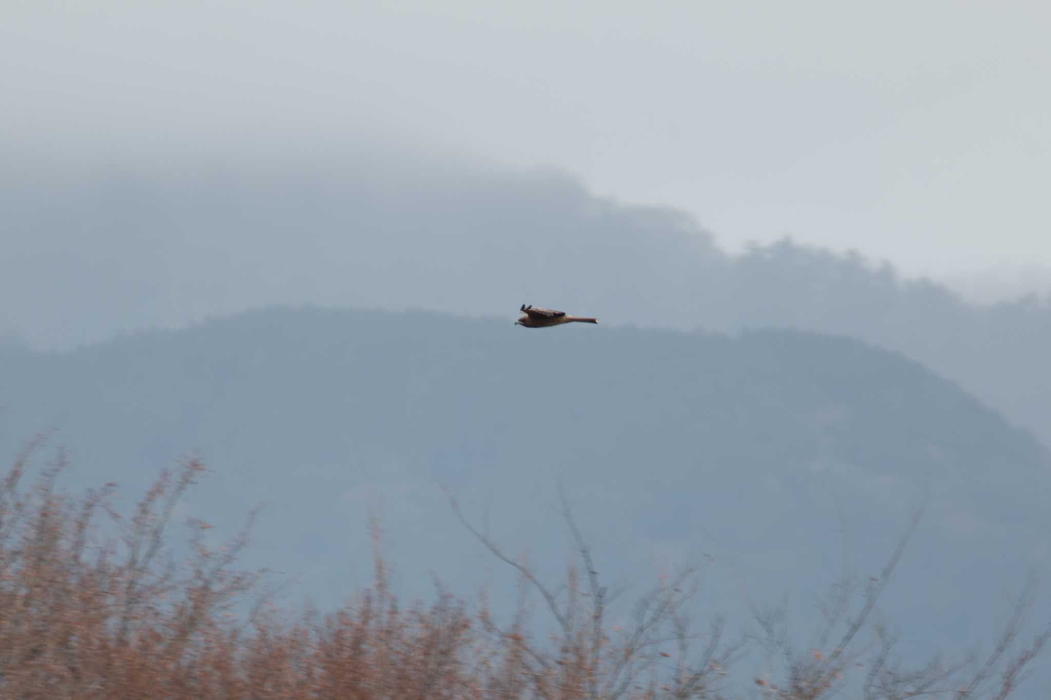 震生湖(神奈川県) トビの写真 by Love & Birds