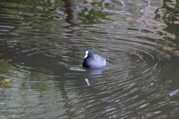 2024年1月2日(火) 震生湖(神奈川県)の野鳥観察記録