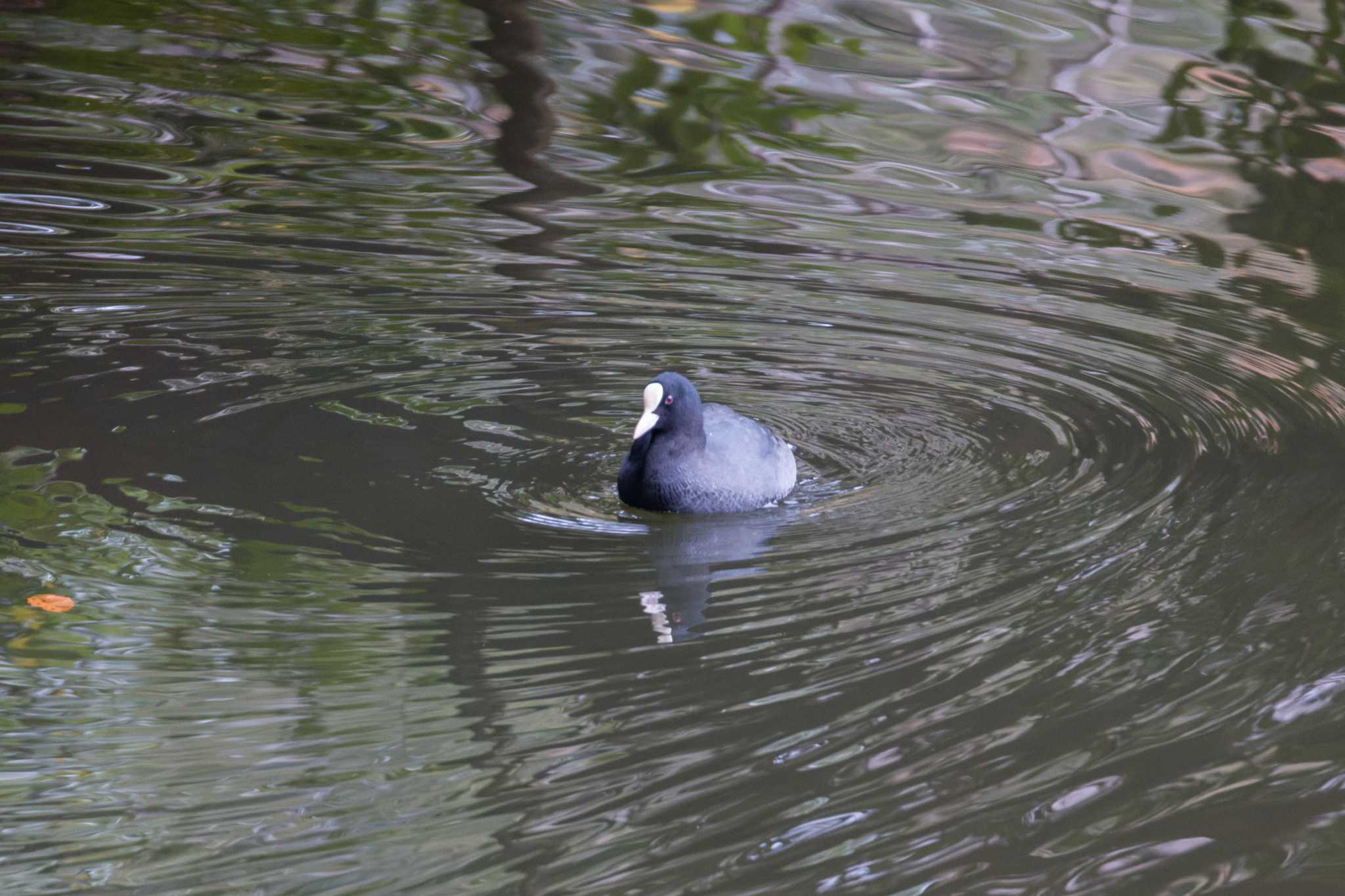 震生湖(神奈川県) オオバンの写真 by Love & Birds