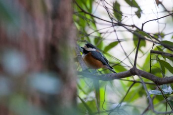 Varied Tit 震生湖(神奈川県) Tue, 1/2/2024