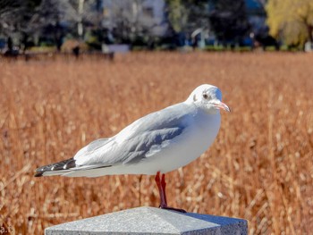 ユリカモメ 不忍池(上野恩賜公園) 2024年1月8日(月)