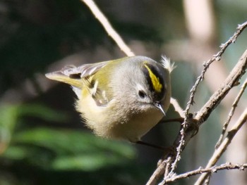 Goldcrest Mizumoto Park Mon, 1/8/2024