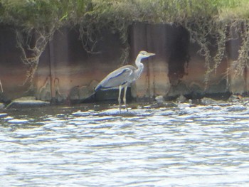 Sat, 10/27/2018 Birding report at 浅野川河口