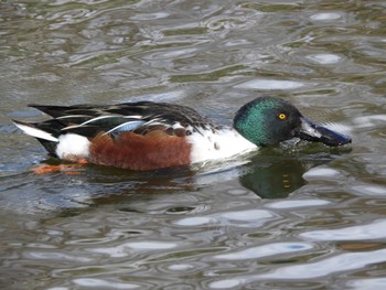 Mon, 1/1/2024 Birding report at 郡山城址公園