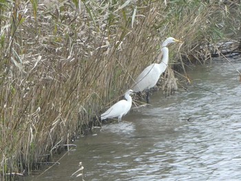 Great Egret 浅野川河口 Sat, 10/27/2018