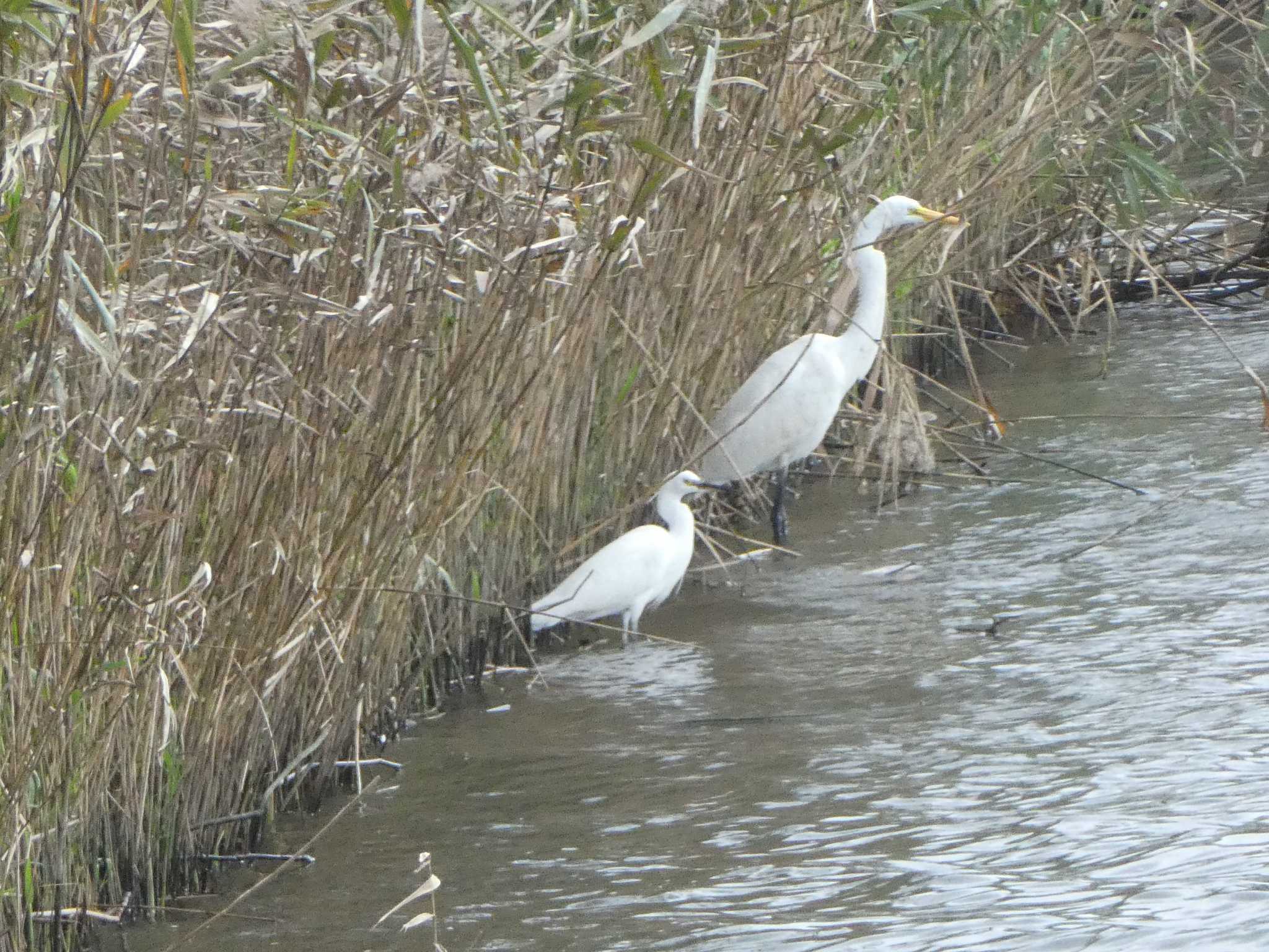 Photo of Great Egret at 浅野川河口 by Kozakuraband