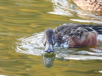 Mon, 1/1/2024 Birding report at 平城京跡