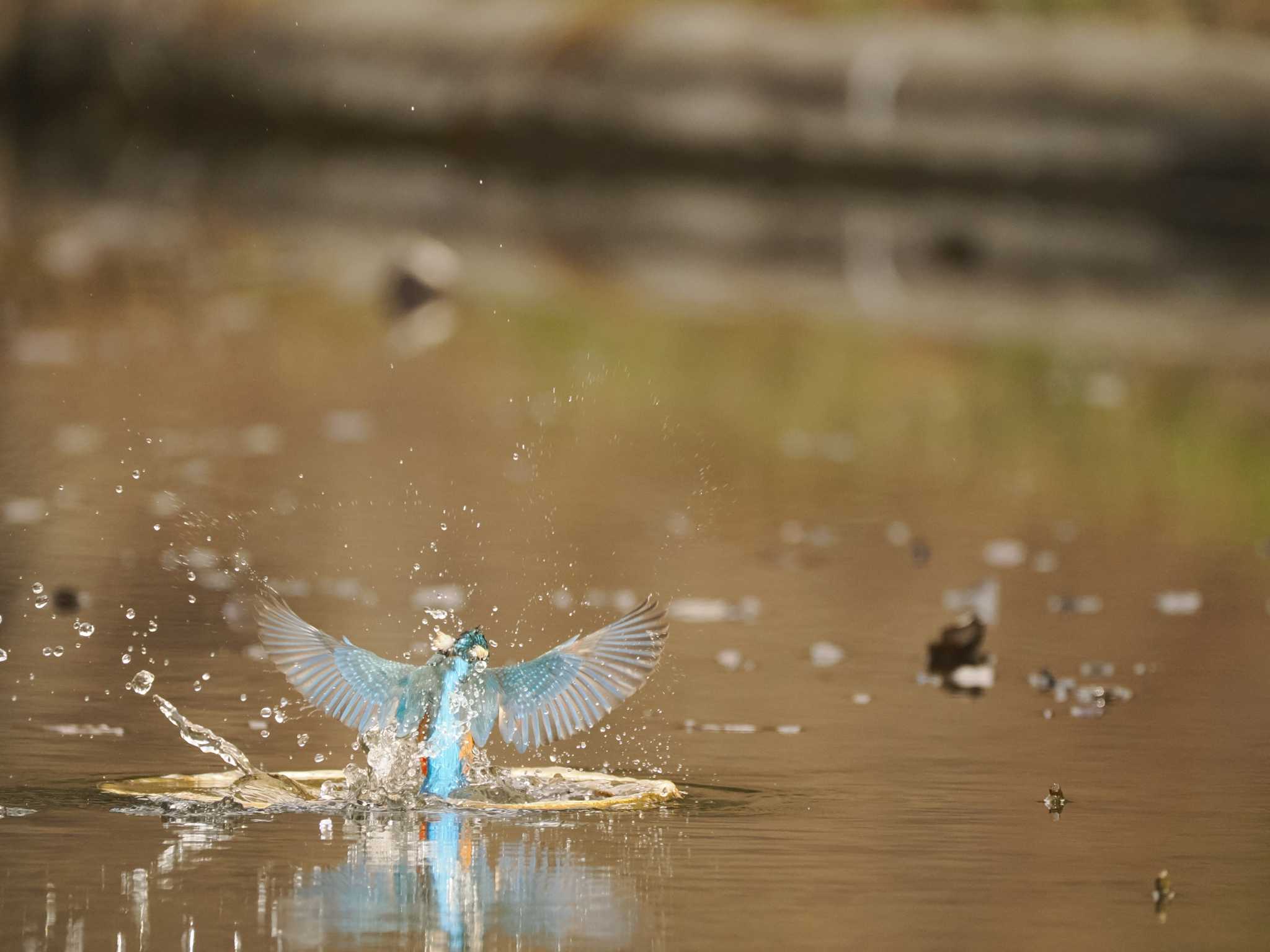  カワセミの写真 by 蕾@sourai0443