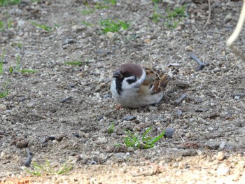 2024年1月2日(火) 奈良公園の野鳥観察記録