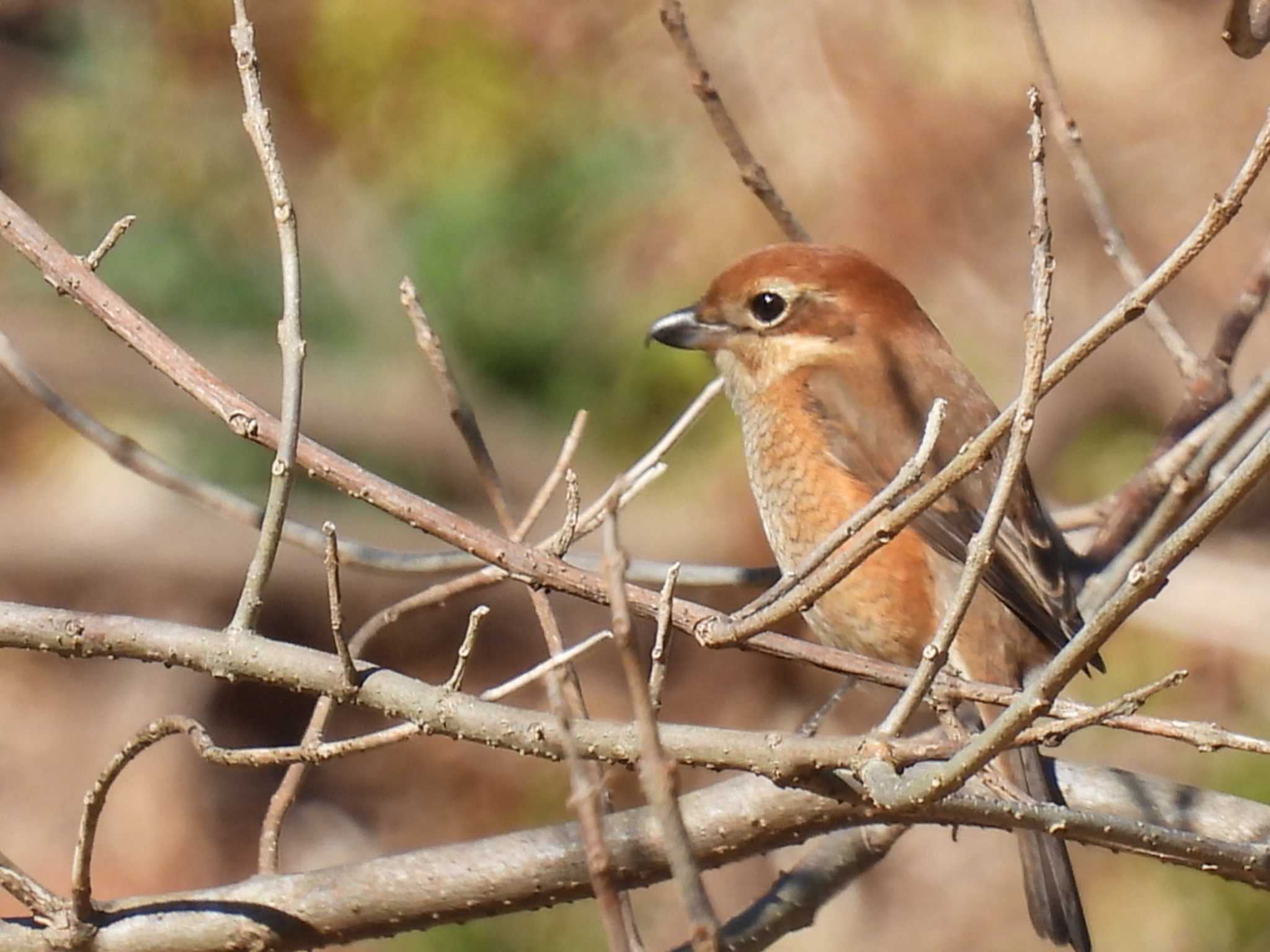 Bull-headed Shrike