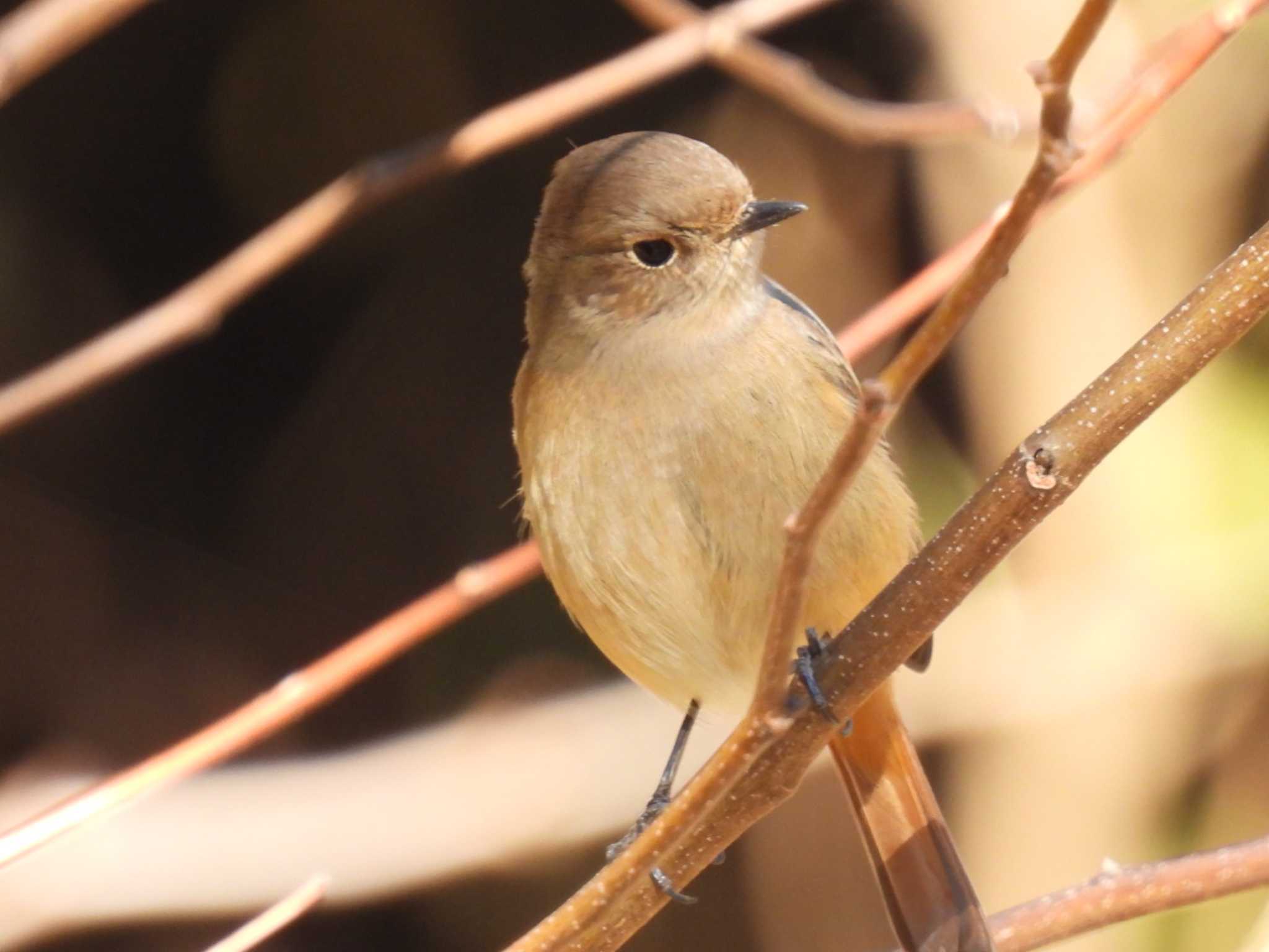 Daurian Redstart