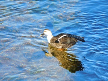 2024年1月8日(月) 平和の森公園、妙正寺川の野鳥観察記録